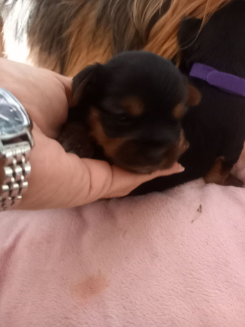 Yorkshire terrier puppies