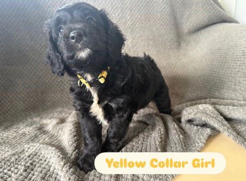 3 Gorgeous F1 Cockapoo&rsquo;s Left.
