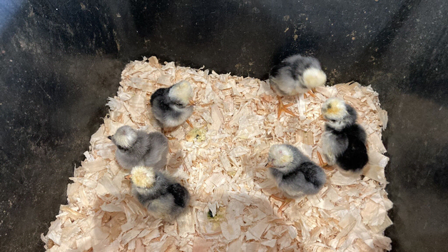 Polish Bantam Chicks / Hatching eggs