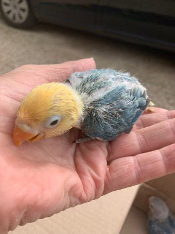 Fisher turquoise opaline lovebird DNA tested