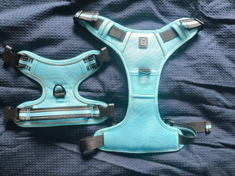 Blue Dog Harness