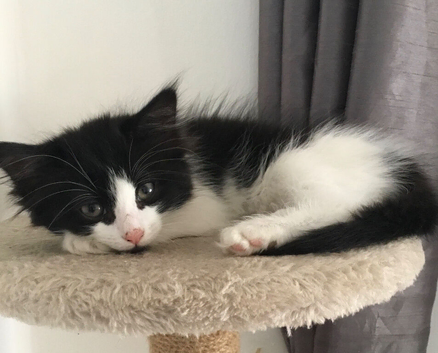 10week old kittens