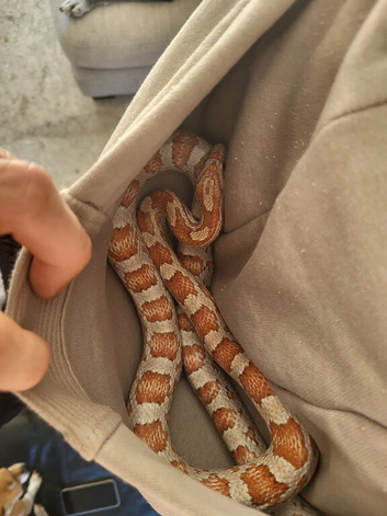 Corn snake