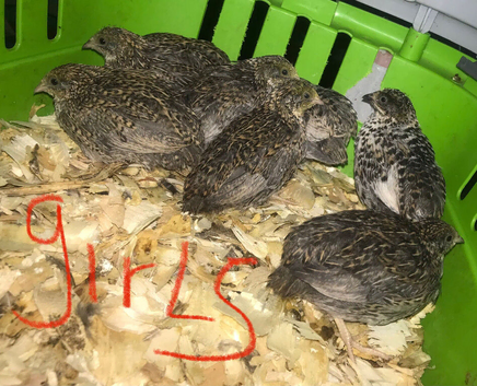 SEXED QUAILS/CHINESE PAINTED BUTTONS !