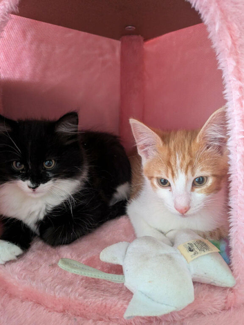Two kittens