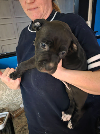 Puppy