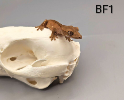 ,Red Phantom Crested CB26