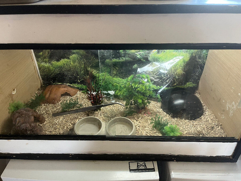 Male corn snake