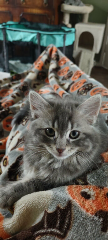 Mixed breed Ragdoll kittens