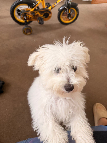 Bichon frise