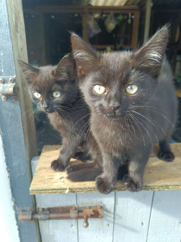 Beautiful kittens 2 chocolates left