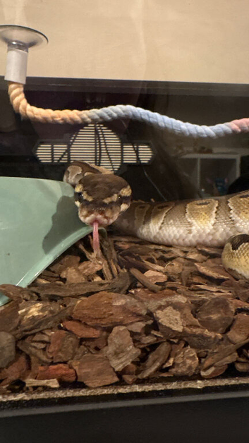 Cinnamon ball python