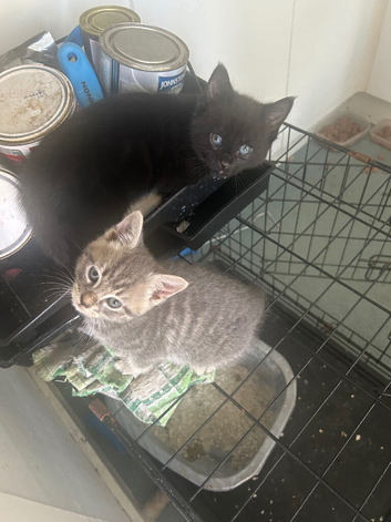 Adorable full tabby kittens ready flead wormed fully litter trained