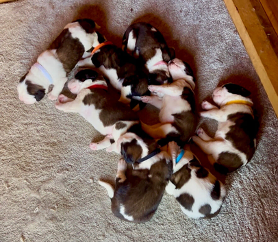 Beautiful KC registered show quality Puppies