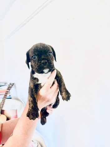 7 Adorable puppies