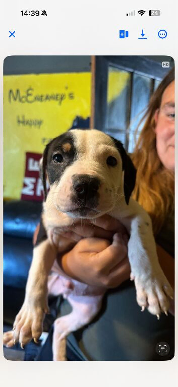 Puppies for sale
