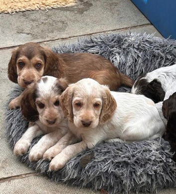 Beautiful show cocker spaniels