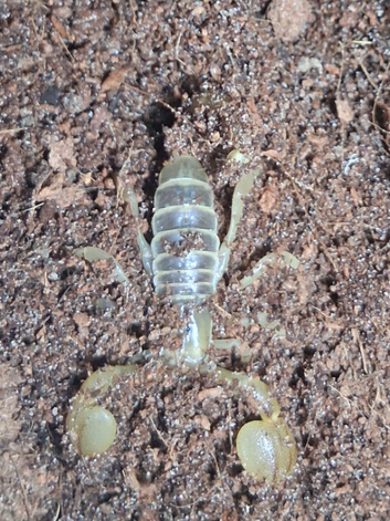 Gold large claw Scorpion