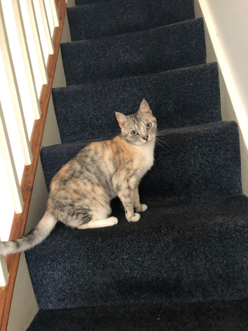 Mica is looking for her forever home
