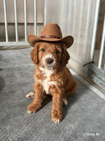 Cockapoo puppies for sale