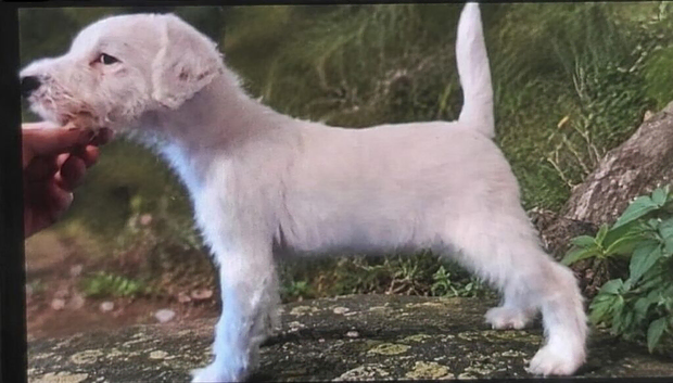 Beautiful Parson Russell Terrier Bitch &ndash; 4 Months Old