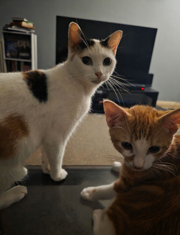 4 gorgeous kittens for new homes