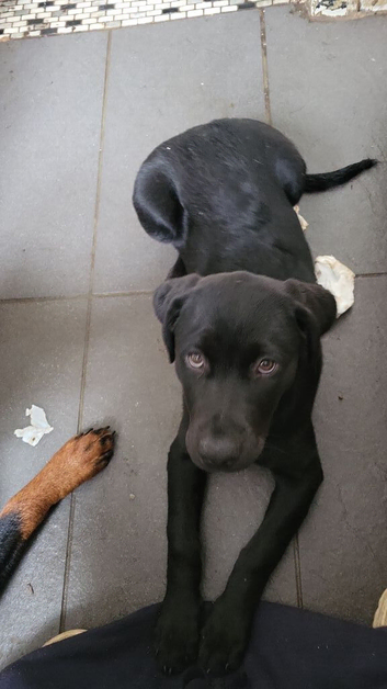 Labrador / Rotweiler.
