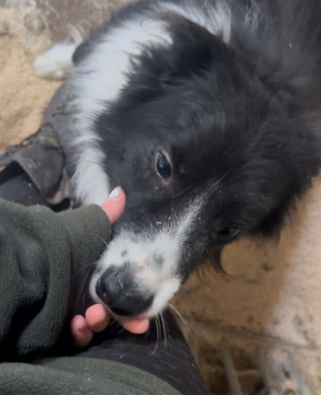 2 failed sheepdog brother and sister