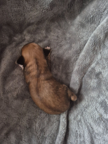 Beautiful chorkie Puppies