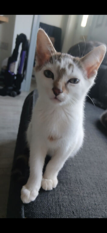 Kitten