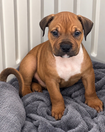 Mastiff X Olde English buldogge
