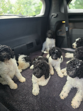 Beautiful standard poodle puppies