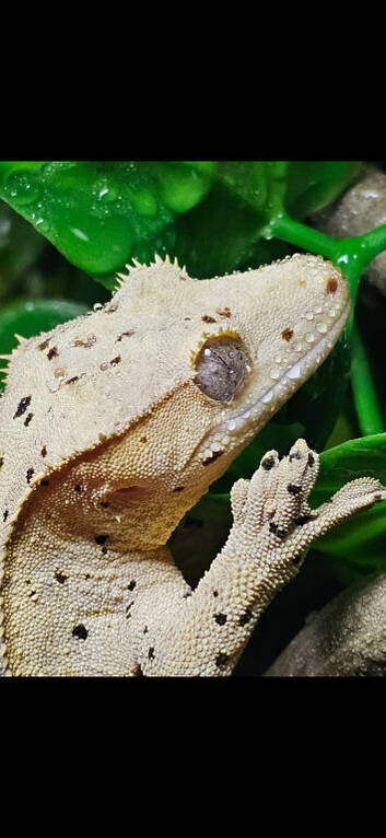 Male dalmation crested gecko