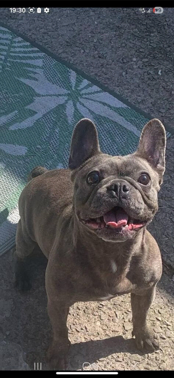 Frenchyxpocketbully