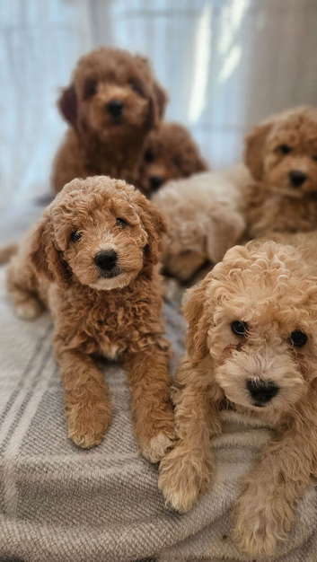 Toy Goldendoodles ~ READY TO LEAVE