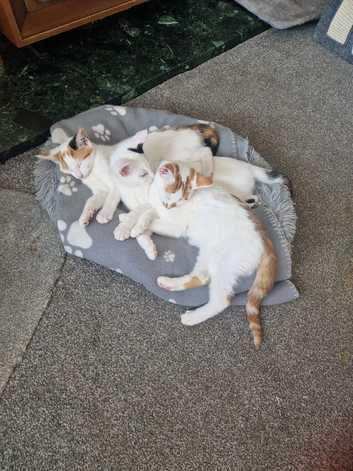 Beautiful playful kittens ready for loving homes