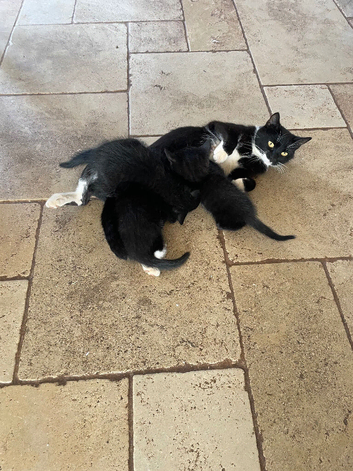 Five lovely kittens looking for their forever home
