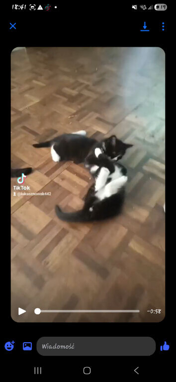 2 twin black and white kittens 8weeks