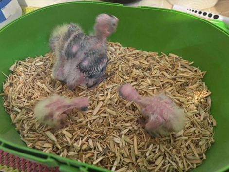 Hand reared baby cockatiels