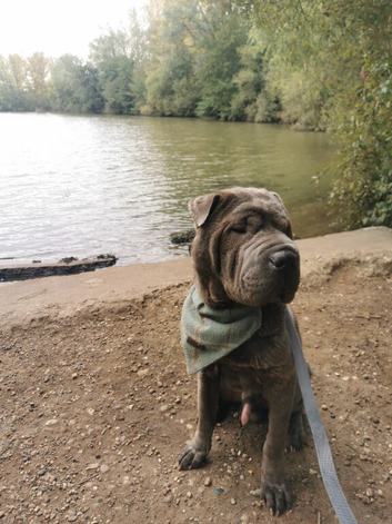 Two year old male shar pei