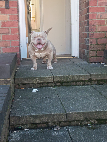Male pocket bully