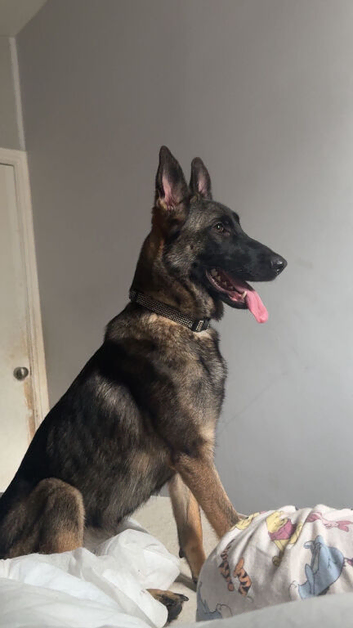Puppies for sale