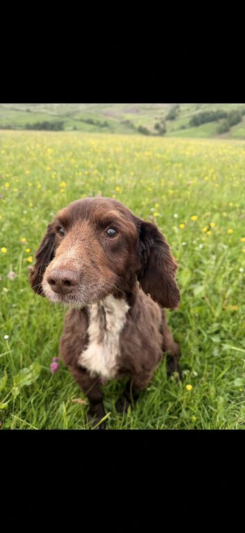 Perfect family Dog looking for a retirement home