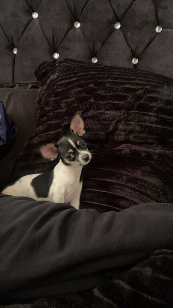 Beautiful chihuahua