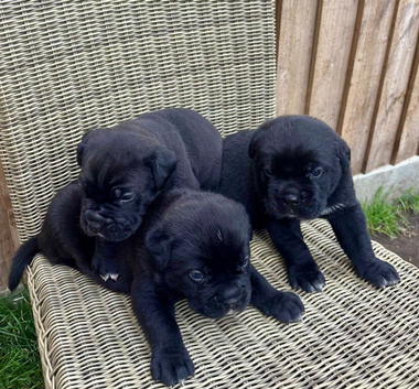 Cane corso puppies