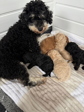 Cavapoo Puppies from health tested parents