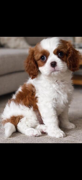Cavalier King Charles spaniel puppies