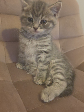 British short haired mixed 8 week old female