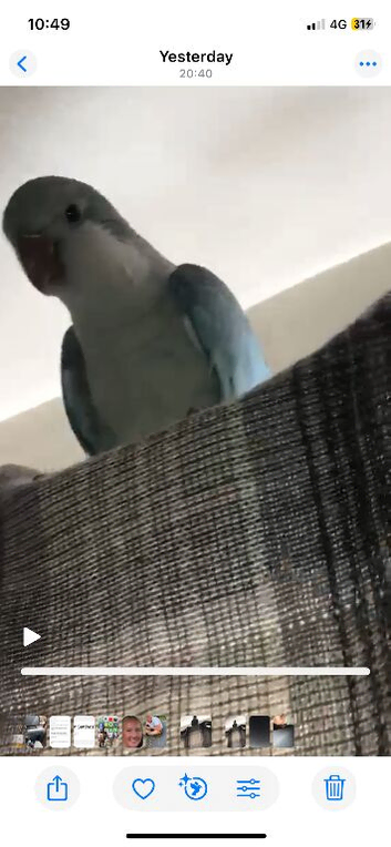 Baby blue and white Quaker