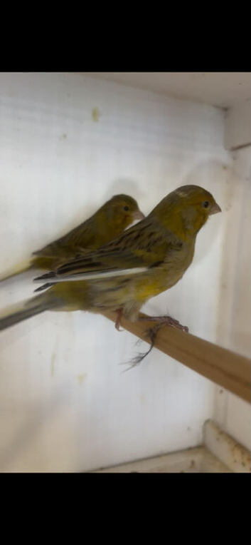 2 Young male canaries available.